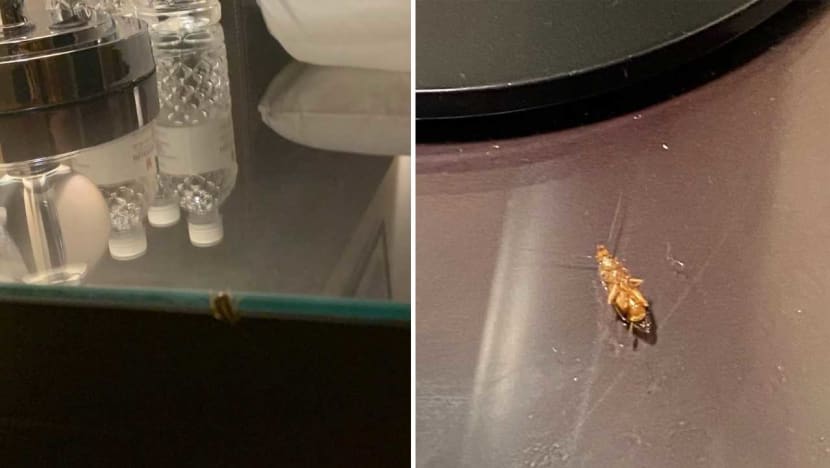 2 upscale hotels call in pest control experts after guests serving stay-home notices complain of cockroaches in rooms