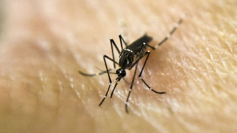Commentary: Prepare for more mosquitoes as the world heats up Commentary: Prepare for more mosquitoes as the world heats up