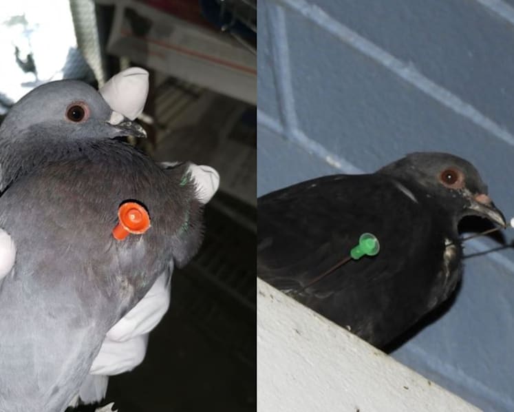 Blowgun darts found in pigeons in Jurong West: Acres