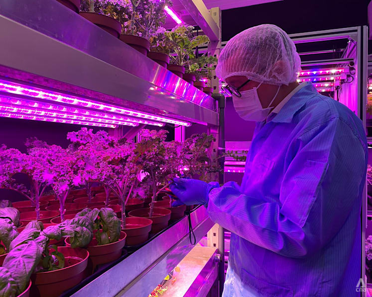 A manufacturer and a food caterer among new players feeding Singapore’s urban farming boom