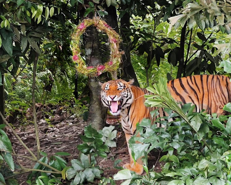 Want to see tigers and sun bears open their Christmas gifts? Catch Mandai Wildlife Reserve’s festive events