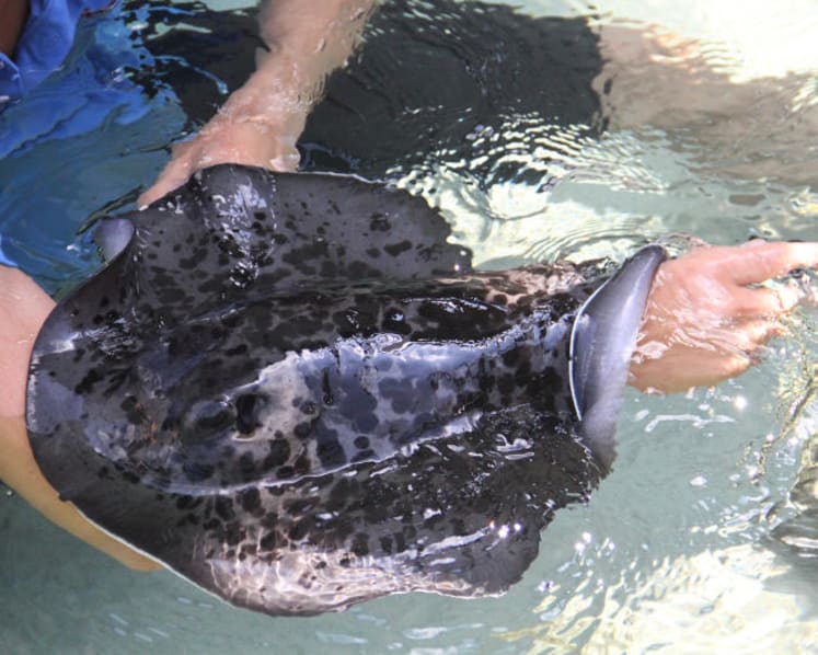 Stingray thief who threatened ex-girlfriend with her intimate pictures gets jail time