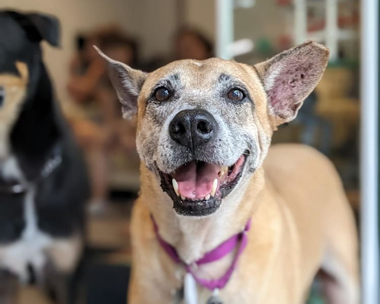 80% of free-roaming dogs sterilised since introduction of neutering programme in 2018: Desmond Lee