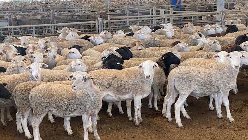 OLEH-OLEH TEMASEK: Kambing boleh lari... tanggungjawab tidak
