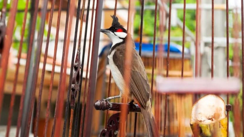 Wanita sembur racun serangga pada burung Jambul peliharaan jiran dibicarakan