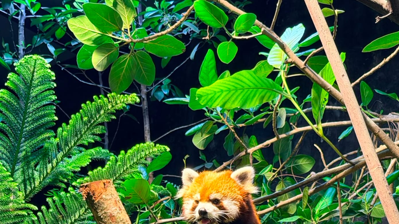 （图：Mandai Wildlife Group）