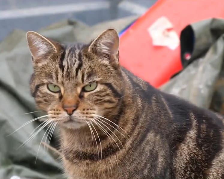 Abandoned animals in need of shelter, more people seeking support amid economic gloom in France
