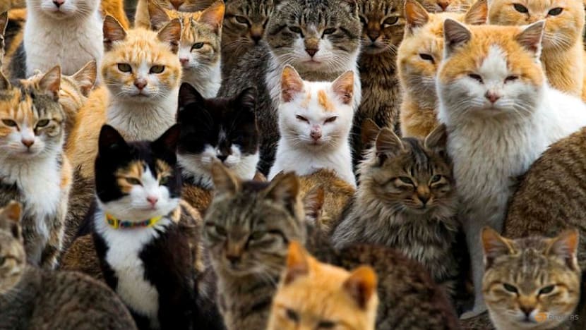 Genome study reveals milestone in history of cat domestication