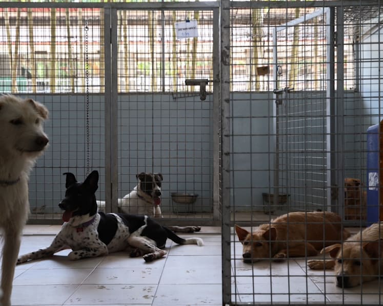 Govt to build rental facilities for pet farms, animal shelters at Sungei Tengah