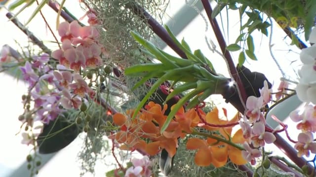 【SG60】为庆祝SG60 滨海湾花园推出“兰花盛事”胡姬花展