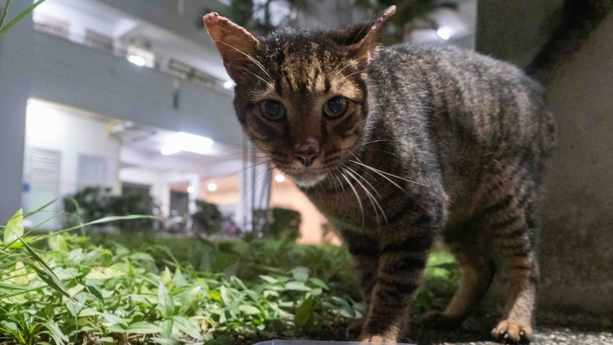 Stray cat feeder cheap