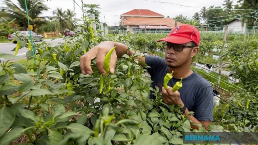 4 sekawan ini usahakan tanaman cili; 1,800 pohon cili hijau ditanam