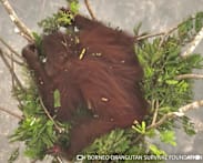 Walking through flames: Orangutans rescued in Indonesia fires