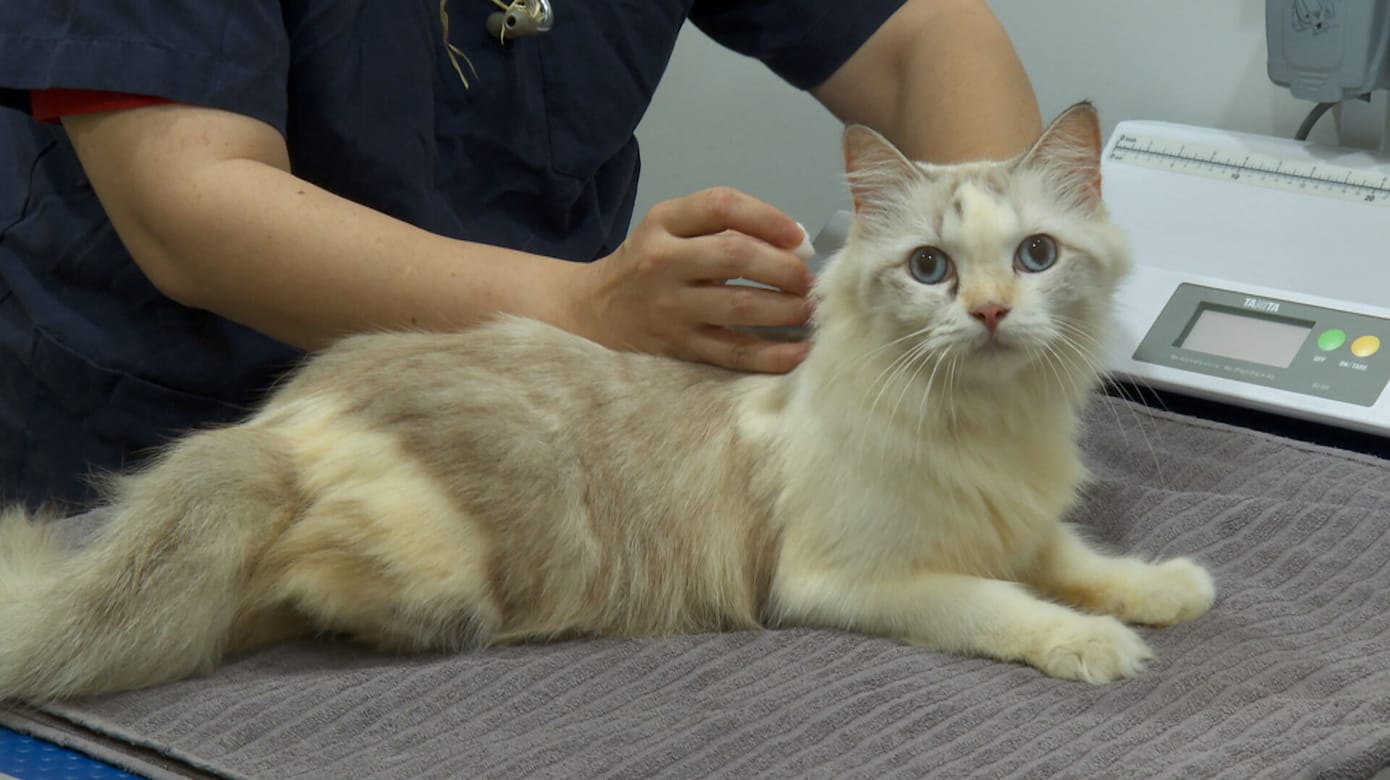猫只管理框架过渡期今天结束 植芯片需求激增有诊所达平时八倍