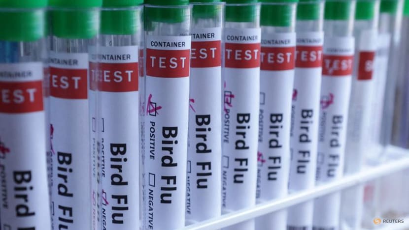 Finland to start bird flu vaccinations for humans Finland to start bird flu vaccinations for humans
