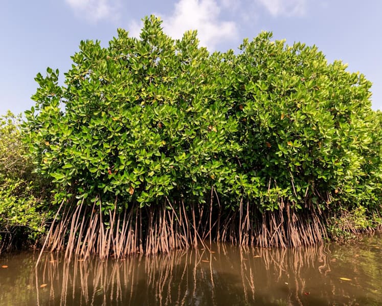 Banking on mangrove restoration to boost carbon storage capabilities