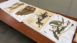 Related article image