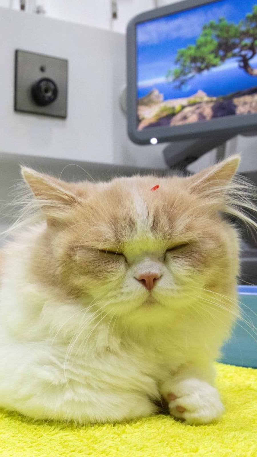 Some alternative therapies owners are using for their pets 