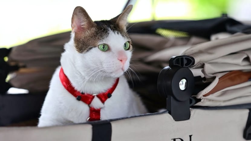 Bobby kucing Presiden Prabowo dikawal ketat polisi, netizen anggap terlalu berlebihan