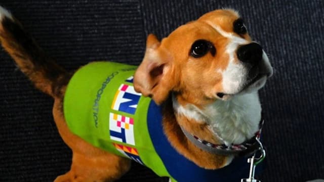 东京公司训练“嗅虫犬” 揪出酒店隐藏臭虫