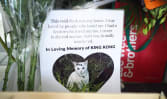 CCTVs, knocking on doors: What else will it take to nab community cat abusers?