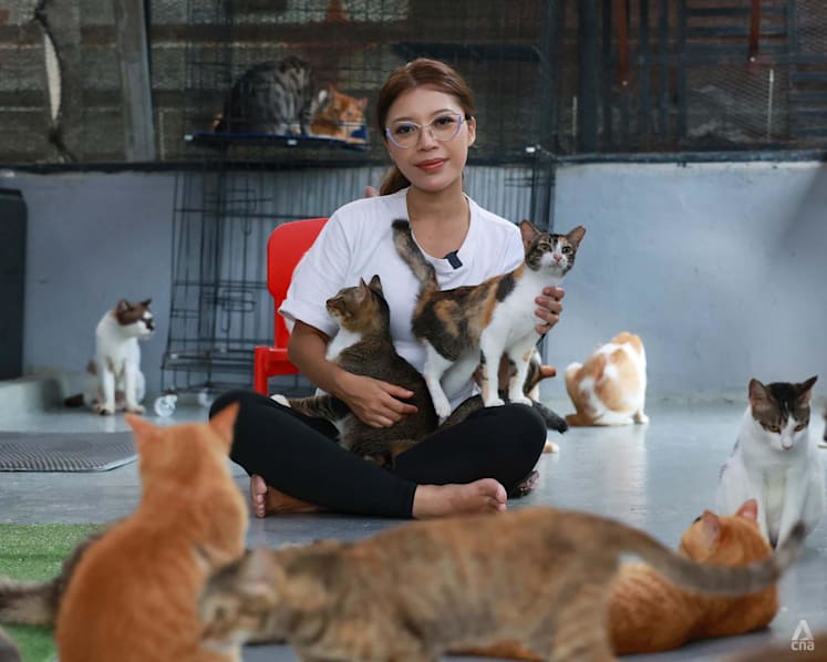 This Singapore marriage counsellor is selling her car to help fund a quest to save JB's street cats