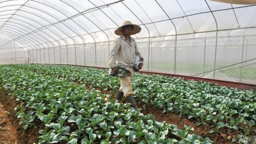S'pura rancang hasilkan 30% keperluan zat makanan negara jelang 2030 S'pura rancang hasilkan 30% keperluan zat makanan negara jelang 2030