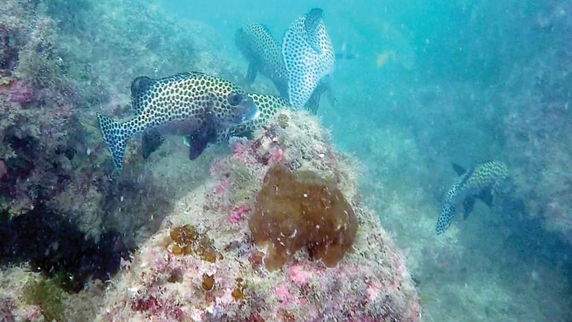 Sisters’ Islands Marine Park to see more protections under amended law