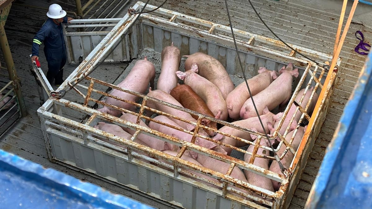 平价集团进口多两成马国活猪 确保农历新年供应充足价格稳定 - 8world