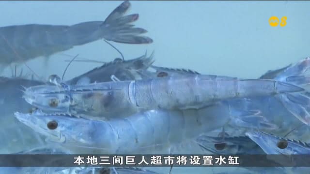 本地养殖活鱼虾 首次上架超市