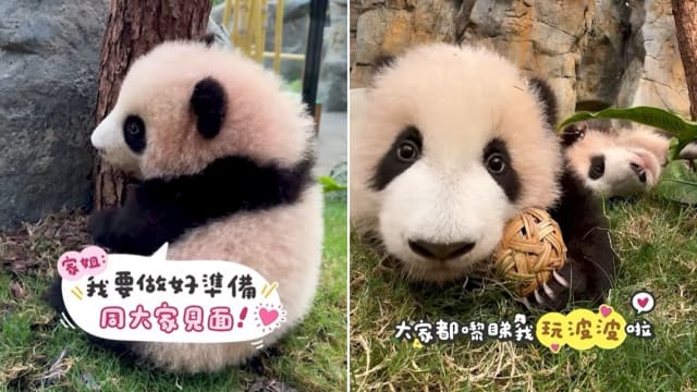 香港大熊猫龙凤胎下个月亮相 海洋公园发“加紧训练”视频预告