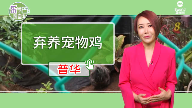 【普华】遭弃养宠物鸡激增四成 收容所空间不足