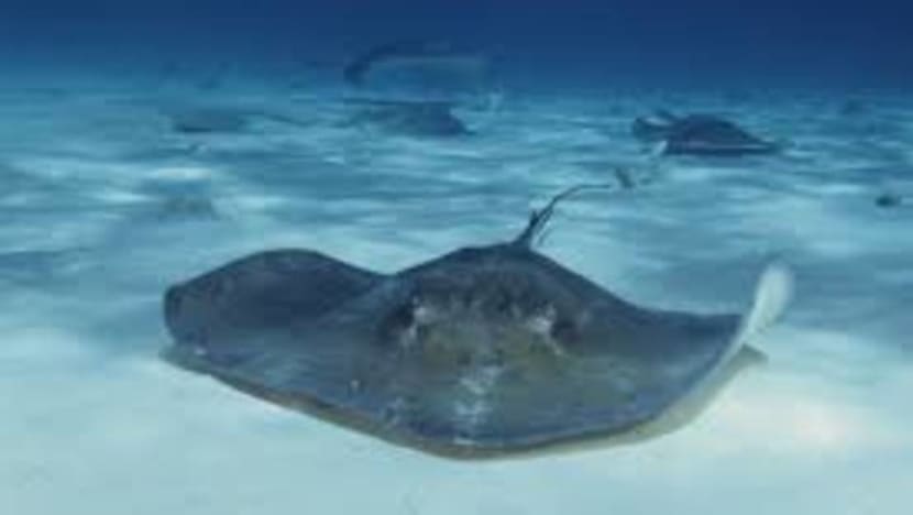 Man jailed for stealing stingray, threatening to leak ex-girlfriend's nude photos Man jailed for stealing stingray, threatening to leak ex-girlfriend's nude photos