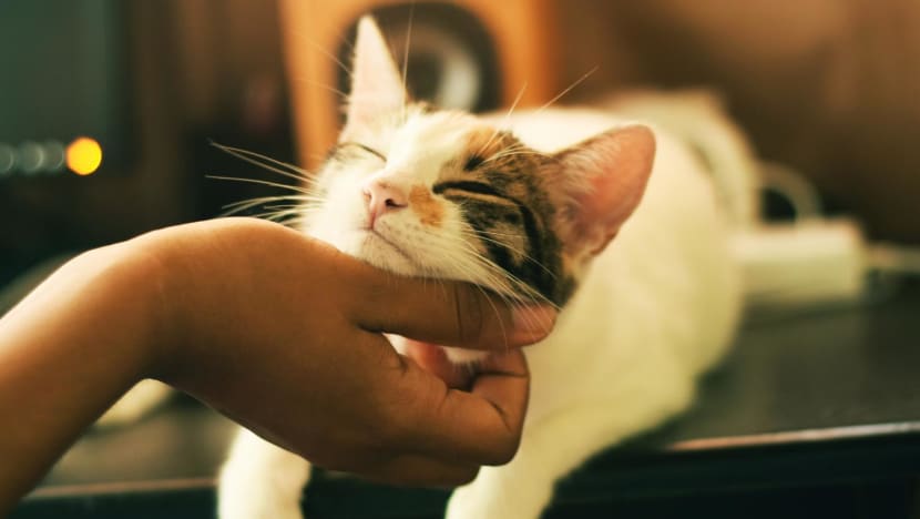 Man fined S$2,000 for getting son to abandon pet cat when family moved to new home