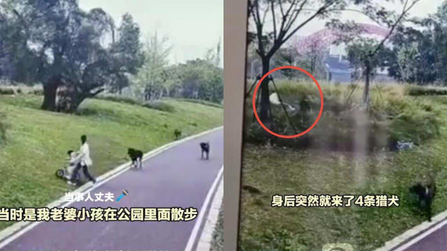 中国母女公园玩耍 遭四条未拴绳的狗扑倒撕咬