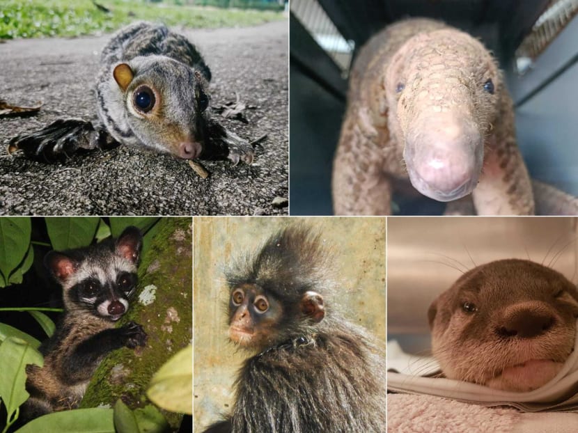 Clockwise from top left: A Malayan Colugo, a Sunda Pangolin, an otter, a Raffles' banded langur and a common palm civet.