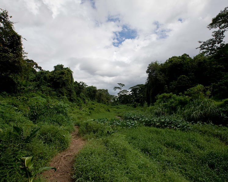 As Clementi Forest grows in popularity, conservationists caution of impact on environment