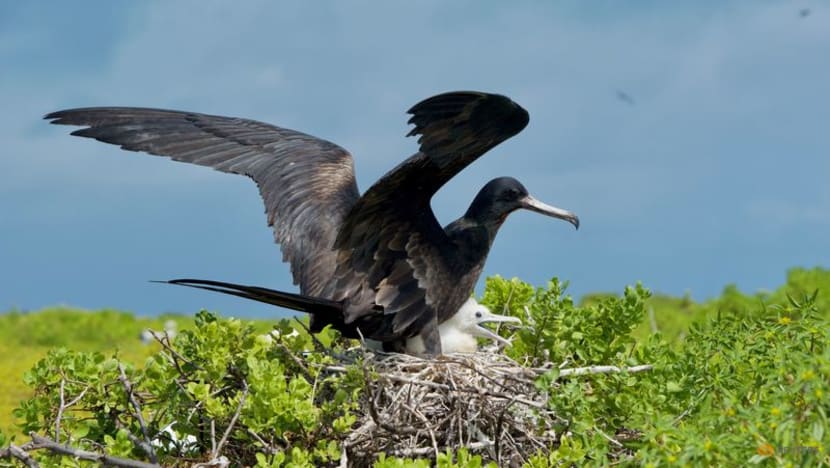 SpaceX rocket cargo project puts Pacific seabirds in jeopardy SpaceX rocket cargo project puts Pacific seabirds in jeopardy