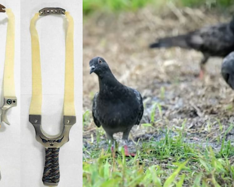 Man fined after firing slingshot at pigeons, leaving hole in neighbour's window