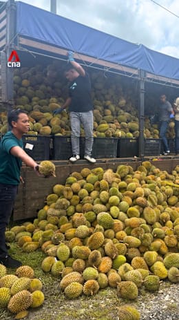 Malaysia's durian 'tsunami' sends prices plunging to RM0.50 per fruit