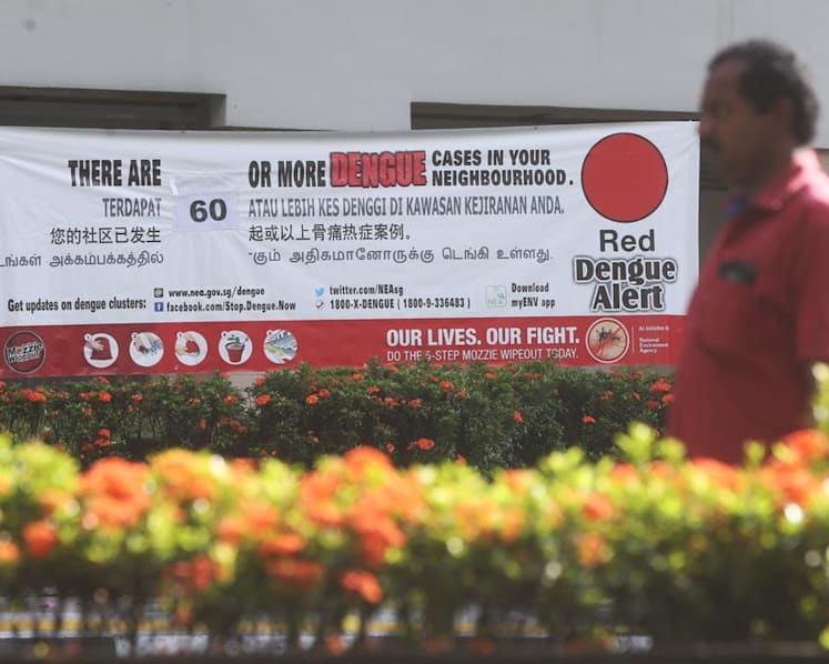 Wolbachia mosquitoes to be released in Chua Chu Kang, Bukit Batok, identified as high-risk dengue areas