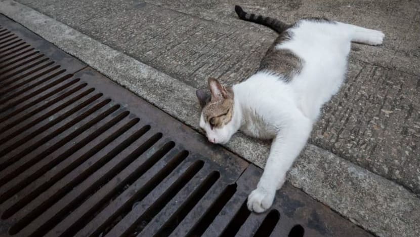 Lelaki didakwa dera 5 kucing; buang dari blok HDB, pijak hingga mati Lelaki didakwa dera 5 kucing; buang dari blok HDB, pijak hingga mati