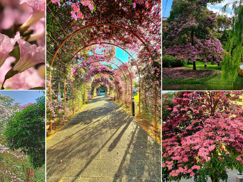 The pretty pink flowers usually bloom around April and August.