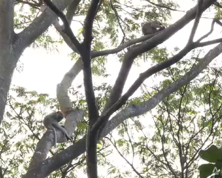 NParks sterilising long-tailed macaques at Maju Forest to manage population