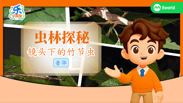 【普华】虫林探秘　镜头下的竹节虫