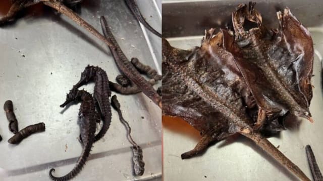 买鳖甲海马中药材泡药酒  台女十几年后惊觉都是塑胶品
