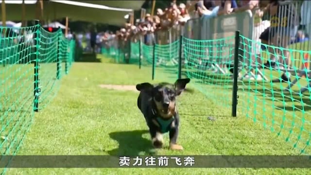 德国慕尼黑举行腊肠犬赛跑 逾百狗狗参赛