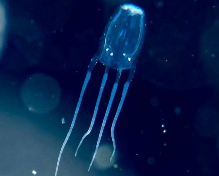 Under the sea: What you need to know about the dangerous box jellyfish