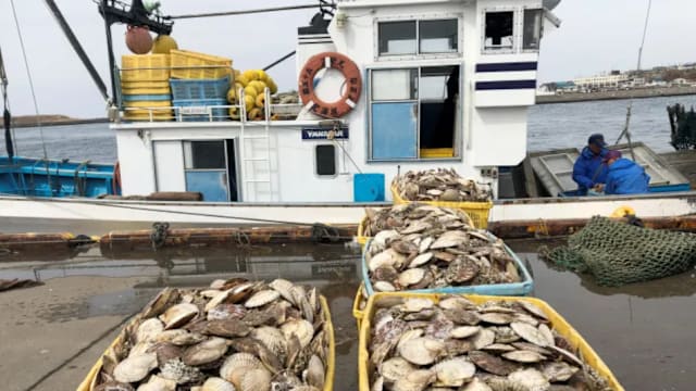 日本恢复对中国水产品出口 首批北海道扇贝已运往中国