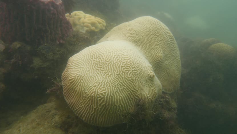 Coral bleaching forces closure of Sisters’ Island dive trails